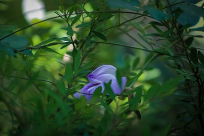 绿叶中的紫色花